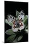 Parnassius Apollo Wiskotti (Apollo, Mountain Apollo) - in Defensive Posture, Threat Display-Paul Starosta-Mounted Photographic Print