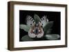 Parnassius Apollo Wiskotti (Apollo, Mountain Apollo) - in Defensive Posture, Threat Display-Paul Starosta-Framed Photographic Print