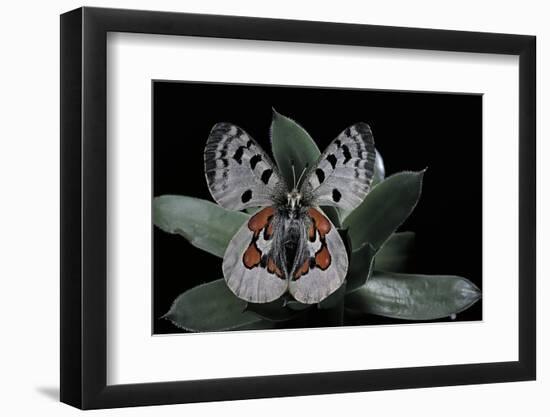 Parnassius Apollo Wiskotti (Apollo, Mountain Apollo) - in Defensive Posture, Threat Display-Paul Starosta-Framed Photographic Print