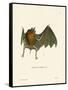 Parnell's Mustached Bat-null-Framed Stretched Canvas