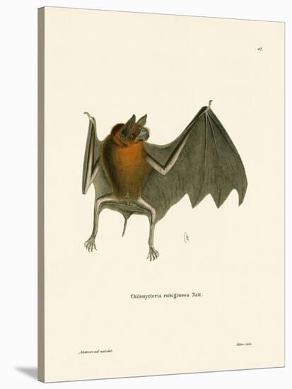 Parnell's Mustached Bat-null-Stretched Canvas