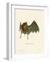 Parnell's Mustached Bat-null-Framed Giclee Print