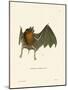 Parnell's Mustached Bat-null-Mounted Giclee Print