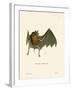 Parnell's Mustached Bat-null-Framed Giclee Print