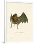 Parnell's Mustached Bat-null-Framed Giclee Print