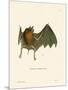 Parnell's Mustached Bat-null-Mounted Giclee Print