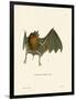 Parnell's Mustached Bat-null-Framed Giclee Print