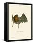 Parnell's Mustached Bat-null-Framed Stretched Canvas