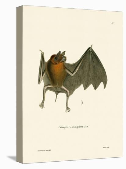 Parnell's Mustached Bat-null-Stretched Canvas