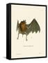 Parnell's Mustached Bat-null-Framed Stretched Canvas