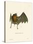 Parnell's Mustached Bat-null-Stretched Canvas