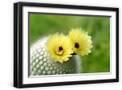 Black Frame