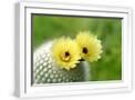 White Frame