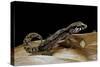 Paroedura Androyensis (Grandidier's Madagasoer Ground Gecko)-Paul Starosta-Stretched Canvas