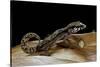 Paroedura Androyensis (Grandidier's Madagasoer Ground Gecko)-Paul Starosta-Stretched Canvas