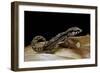 Paroedura Androyensis (Grandidier's Madagasoer Ground Gecko)-Paul Starosta-Framed Photographic Print