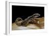 Paroedura Androyensis (Grandidier's Madagasoer Ground Gecko)-Paul Starosta-Framed Photographic Print