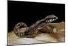 Paroedura Androyensis (Grandidier's Madagasoer Ground Gecko)-Paul Starosta-Mounted Photographic Print