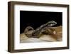 Paroedura Androyensis (Grandidier's Madagasoer Ground Gecko)-Paul Starosta-Framed Photographic Print