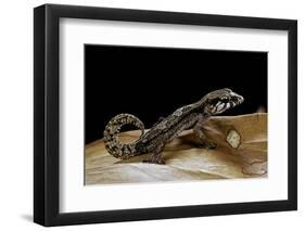 Paroedura Androyensis (Grandidier's Madagasoer Ground Gecko)-Paul Starosta-Framed Photographic Print