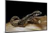 Paroedura Androyensis (Grandidier's Madagasoer Ground Gecko)-Paul Starosta-Mounted Photographic Print