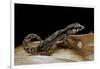 Paroedura Androyensis (Grandidier's Madagasoer Ground Gecko)-Paul Starosta-Framed Photographic Print