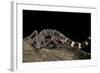 Paroedura Masobe-Paul Starosta-Framed Photographic Print