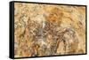 Parowan Gap Dinosaur Tracks and Remains, Iron County, Utah, United States of America, North America-Richard Cummins-Framed Stretched Canvas