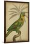 Parrot and Palm II-Vision Studio-Framed Art Print