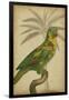 Parrot and Palm II-Vision Studio-Framed Art Print