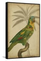 Parrot and Palm II-Vision Studio-Framed Stretched Canvas