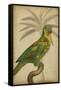 Parrot and Palm II-Vision Studio-Framed Stretched Canvas