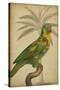 Parrot and Palm II-Vision Studio-Stretched Canvas