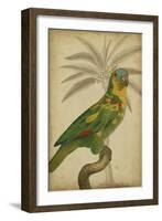 Parrot and Palm II-Vision Studio-Framed Art Print