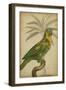 Parrot and Palm II-Vision Studio-Framed Art Print