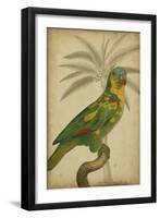 Parrot and Palm II-Vision Studio-Framed Art Print