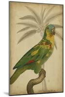 Parrot and Palm II-Vision Studio-Mounted Art Print
