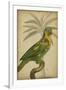 Parrot and Palm II-Vision Studio-Framed Art Print