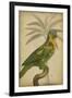 Parrot and Palm II-Vision Studio-Framed Art Print