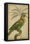 Parrot and Palm II-Vision Studio-Framed Stretched Canvas