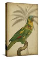 Parrot and Palm II-Vision Studio-Stretched Canvas