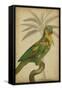 Parrot and Palm II-Vision Studio-Framed Stretched Canvas