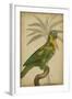 Parrot and Palm II-Vision Studio-Framed Art Print