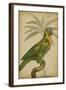 Parrot and Palm II-Vision Studio-Framed Art Print