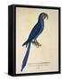 Parrot Ara Anodorhynchus Maximiliani-null-Framed Stretched Canvas