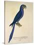 Parrot Ara Anodorhynchus Maximiliani-null-Stretched Canvas