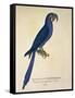 Parrot Ara Anodorhynchus Maximiliani-null-Framed Stretched Canvas