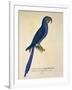 Parrot Ara Anodorhynchus Maximiliani-null-Framed Giclee Print