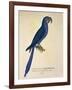 Parrot Ara Anodorhynchus Maximiliani-null-Framed Giclee Print