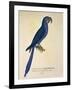 Parrot Ara Anodorhynchus Maximiliani-null-Framed Giclee Print